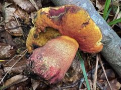 Imperator luteocupreus