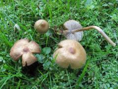 Inocybe acuta