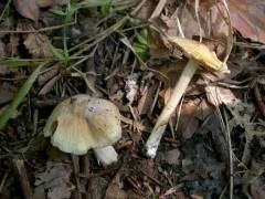 Inocybe arenicola