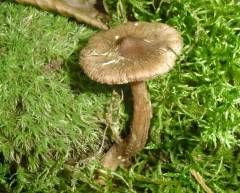 Inocybe asterospora