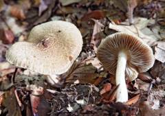 Inocybe brunneotomentosa