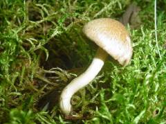 Inocybe cincinnata