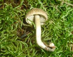 Inocybe cincinnata