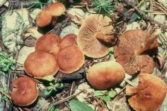 Inocybe dulcamara