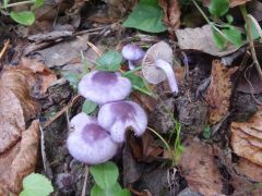 Inocybe geophylla