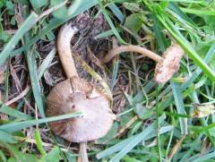 Inocybe grammata