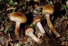 Inocybe lacera