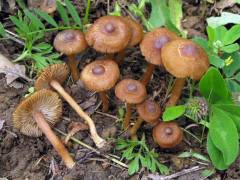 Inocybe obscurobadia