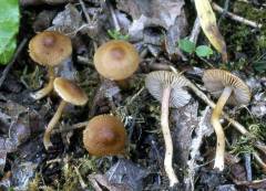 Inocybe phaeodisca