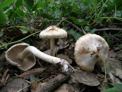 Inocybe pyriodora