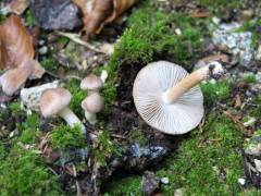 Inocybe sindonia