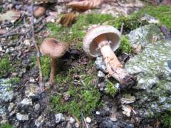 Inocybe terrigena