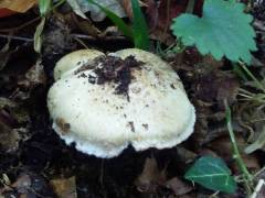 Inocybe tricolor