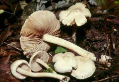 Inocybe umbratica