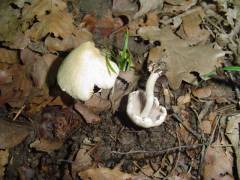 Inocybe whitei