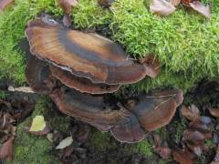 Ischnoderma resinosum Ischnoderma resinosum