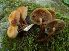 Kuehneromyces mutabilis