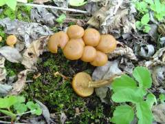 Kuehneromyces mutabilis