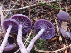 Laccaria amethystina