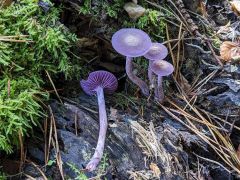 Laccaria amethystina