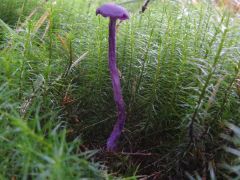 Laccaria amethystina