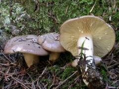 Lactarius albocarneus