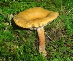 Lactarius aurantiacus