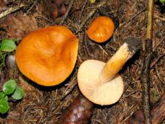 Lactarius aurantiacus