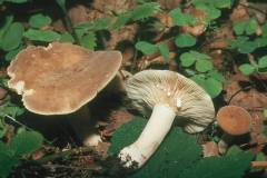 Lactarius azonites