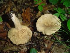 Lactarius azonites