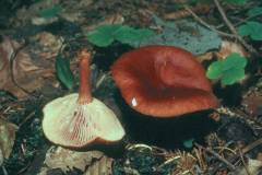 Lactarius badiosanguineus