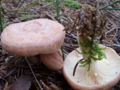 Lactarius chrysorrheus