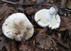 Lactarius controversus