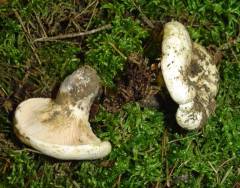 Lactarius controversus