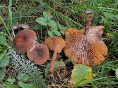 Lactarius cremor