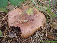 Lactarius curtus