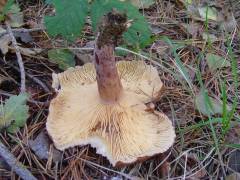 Lactarius curtus