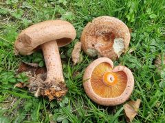 Lactarius deliciosus