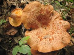 Lactarius deliciosus