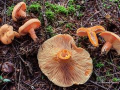 Lactarius deliciosus