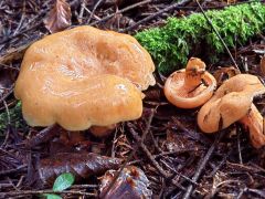 Lactarius deliciosus