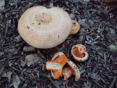 Lactarius deliciosus