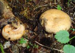 Lactarius deliciosus