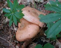 Lactarius deliciosus