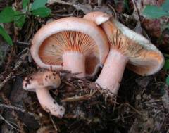 Lactarius deliciosus