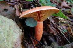 Lactarius deliciosus