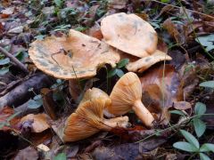 Lactarius deterrimus