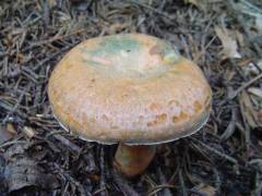 Lactarius deterrimus