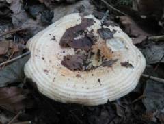 Lactarius evosmus