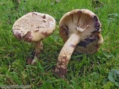 Lactarius flavidus